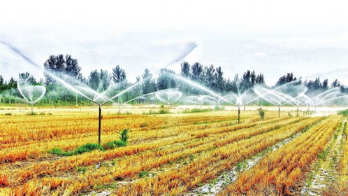 智慧农业园内 喷灌机自动作业