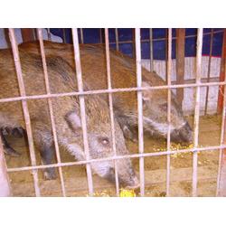 邯郸市四川批发 四川供应 四川厂家 